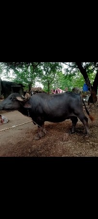 ભેંસ  વેચવાની છે.