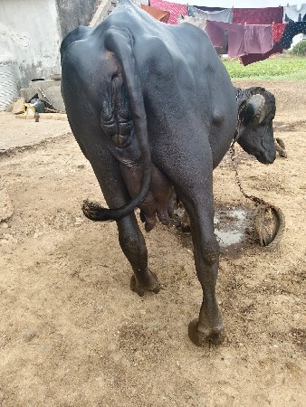 ભેંસ વેચવાની છે