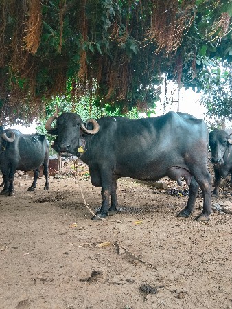 આ ભેંસ વેચવાની છે