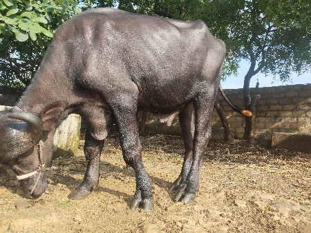 પાડો