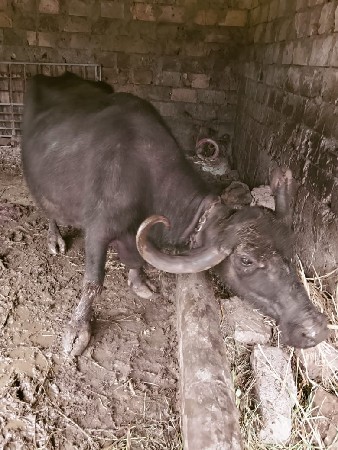 ભેંસ વેચવાની છે ત્રીજું વેતર વ્યાસ