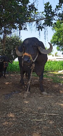 ખળેલી વેચવાની છે