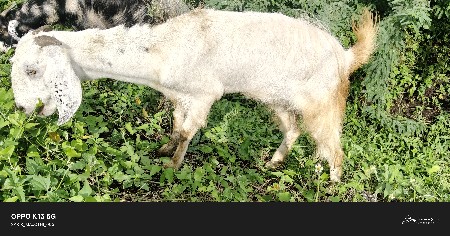 2 bakri che