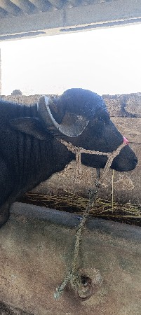 ભેં શું લેવી છે