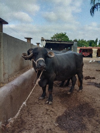 આ બે ભેંસો વેચવાની છે