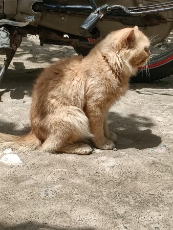 કબૂતર ના સાટામાં આપવાનો છે બિલાડો
