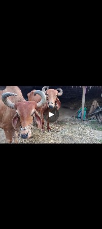 3 ધર