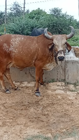 ગાય વેચવાની છે