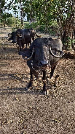 ભેસ વેચવાની છે