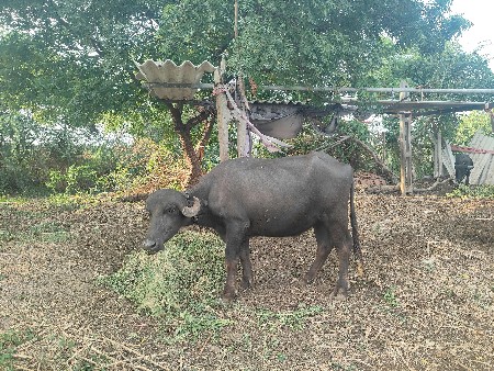 બે ખડેલી વેચવાની છે