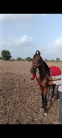 ઘોળી