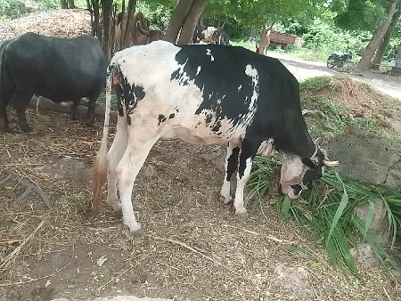 hf gay  veshivani se