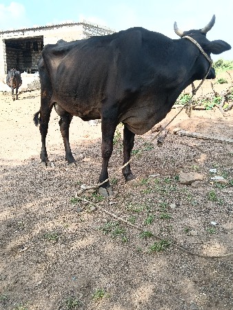 ગાય વેચવા નિ છે