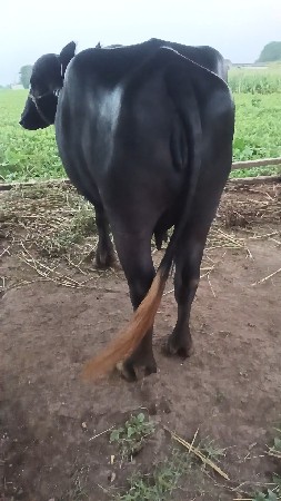 આ ભેંસ વેચવાની છે