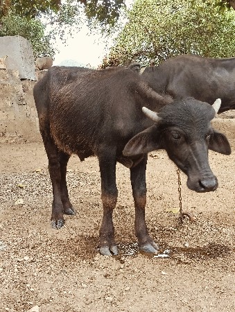 પાડો વેચવાનો છે