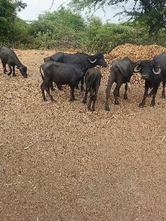 સાત ખડેલા વેચવા ના છે