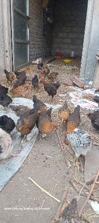 દેશી સોનાલી ના બચ્ચા