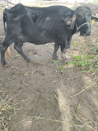 આ બે ભેશુ વેચવાની છે