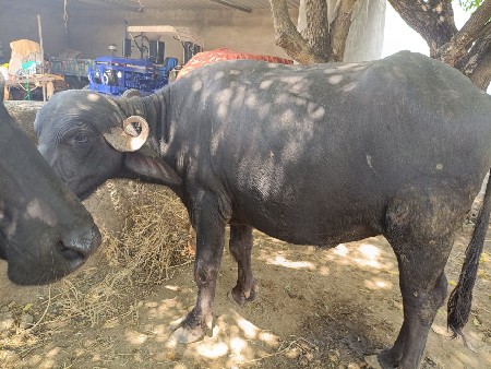 ખડેલી વેસવાની છે