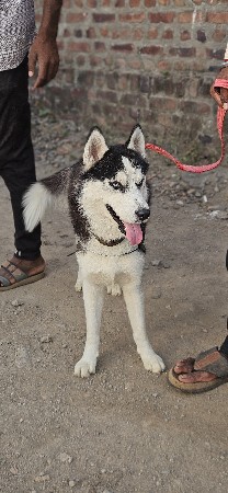 husky mel puppy