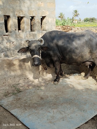 ભેંસ