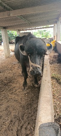 bhes વિશ્વની se