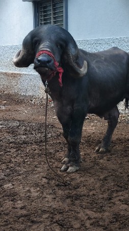 પાડો વેચવા નો છે