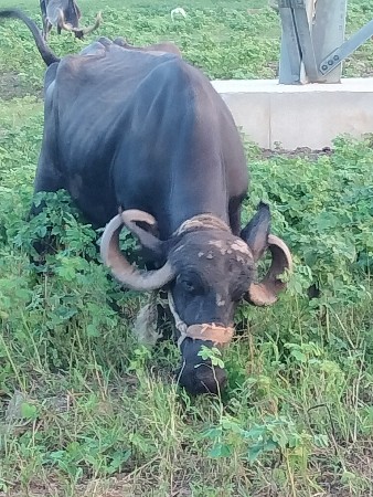 ત્રીજું વેતર