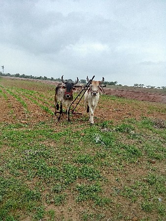 ઘોધલાવેચવાનાછે