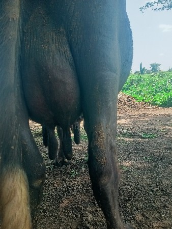 ભેંસ વેચવાની છે