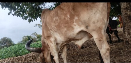 ઊંચાઈ લંબાઈ પૂરી