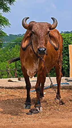 ગાય વેચવા ની છે