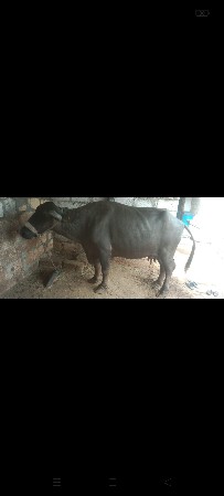 આ ભેંસ વેચવાની છે