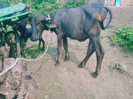 વિરમ સોલંકી