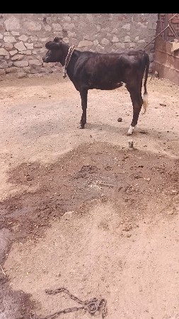 જર્સી વાછડી વેચવાની સે