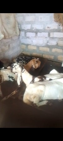 rajasthani bakri bakra