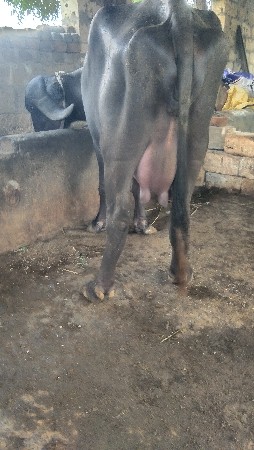 વેચ નાની છે