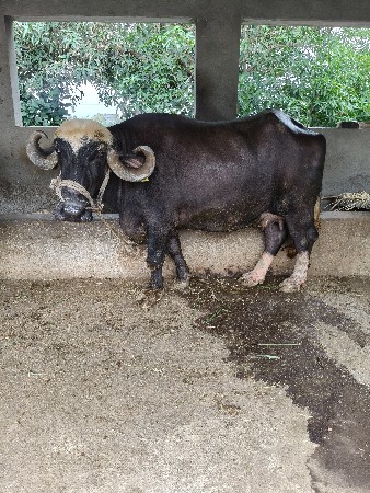 ભેંશ વેચવાની છે