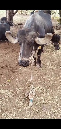 ભેંસ વેચવાની છે