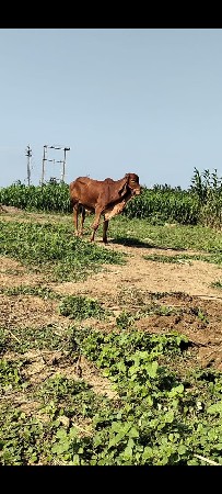 ગીર બુલ