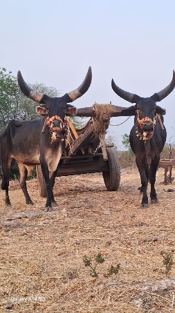 ગોઢલાવેશવાનાછે.ચારા.ખેળૂનેવેચવા