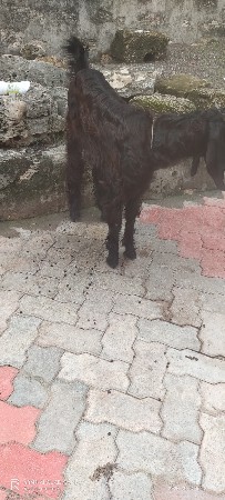 બકરો વેચવાનો