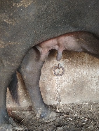 ભેંસ વેચવાની છે