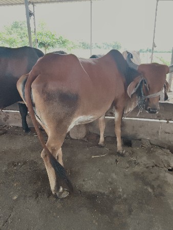બીજું વેતર