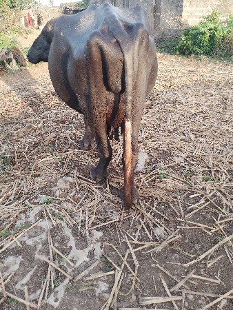 ભેસ  વેચવાની