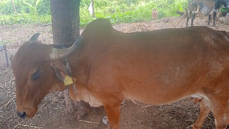 દેશી ગાય વેચવાની સે