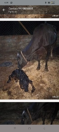 એશબ ગાય વેશવાની છે