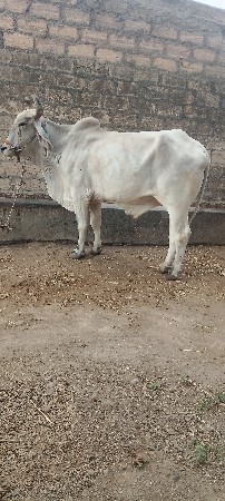2 વાવની