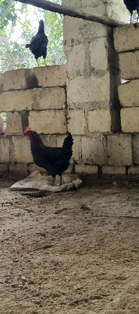 દેશી મુરઘી ઈંડા ચાલુ