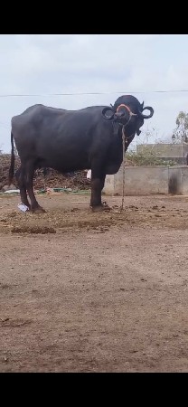 ભેંસ વેચવાની છે